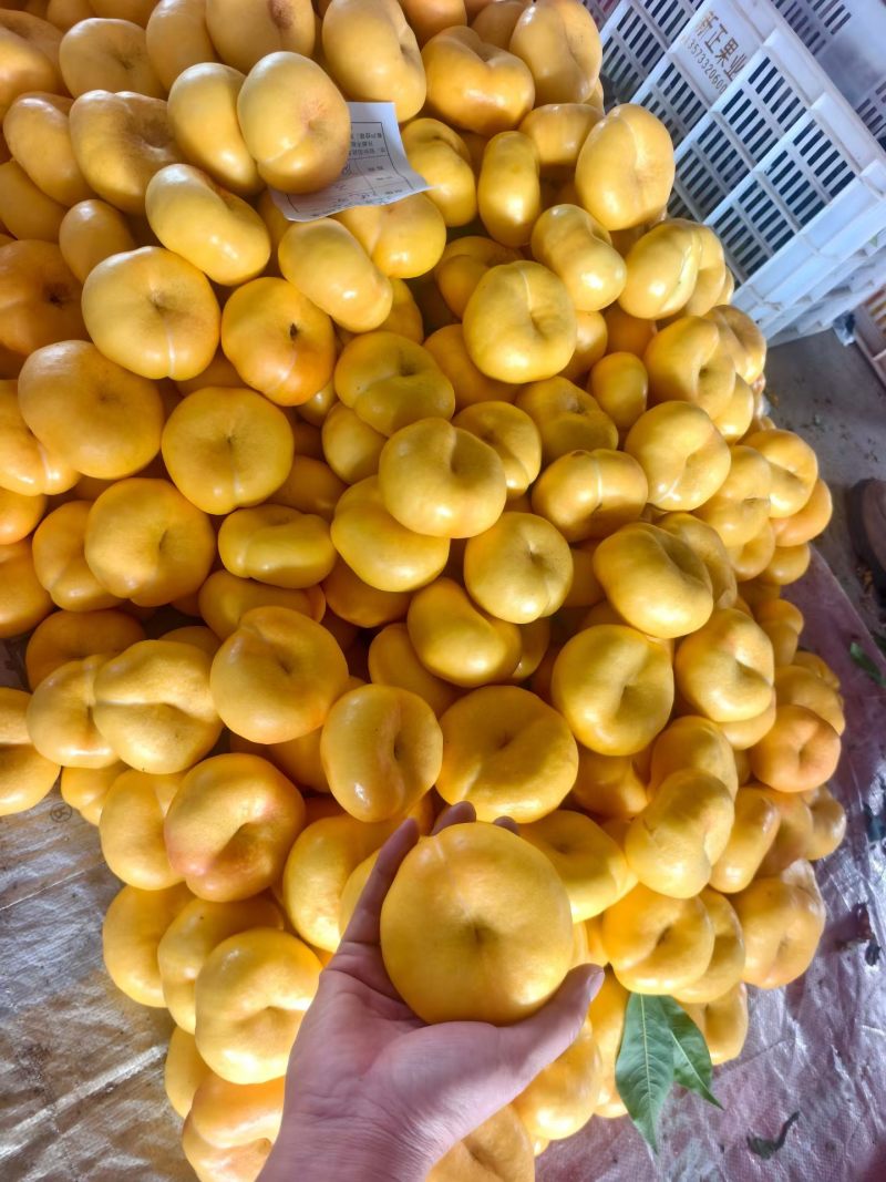 产地大蟠桃脆甜多汁质量嘎嘎好