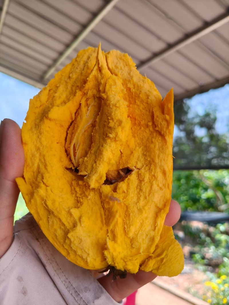 海南耀堂仙桃果苗优质嫁接苗易成活产量高