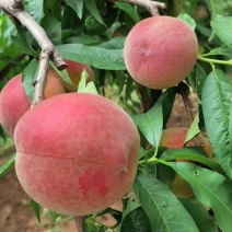 自家种植突围无中间商价格可议电话沟通