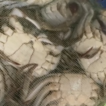 江苏六月黄2公1.4-1.6两直达包邮。