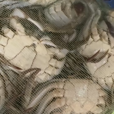 江苏六月黄2公1.4-1.6两直达包邮。