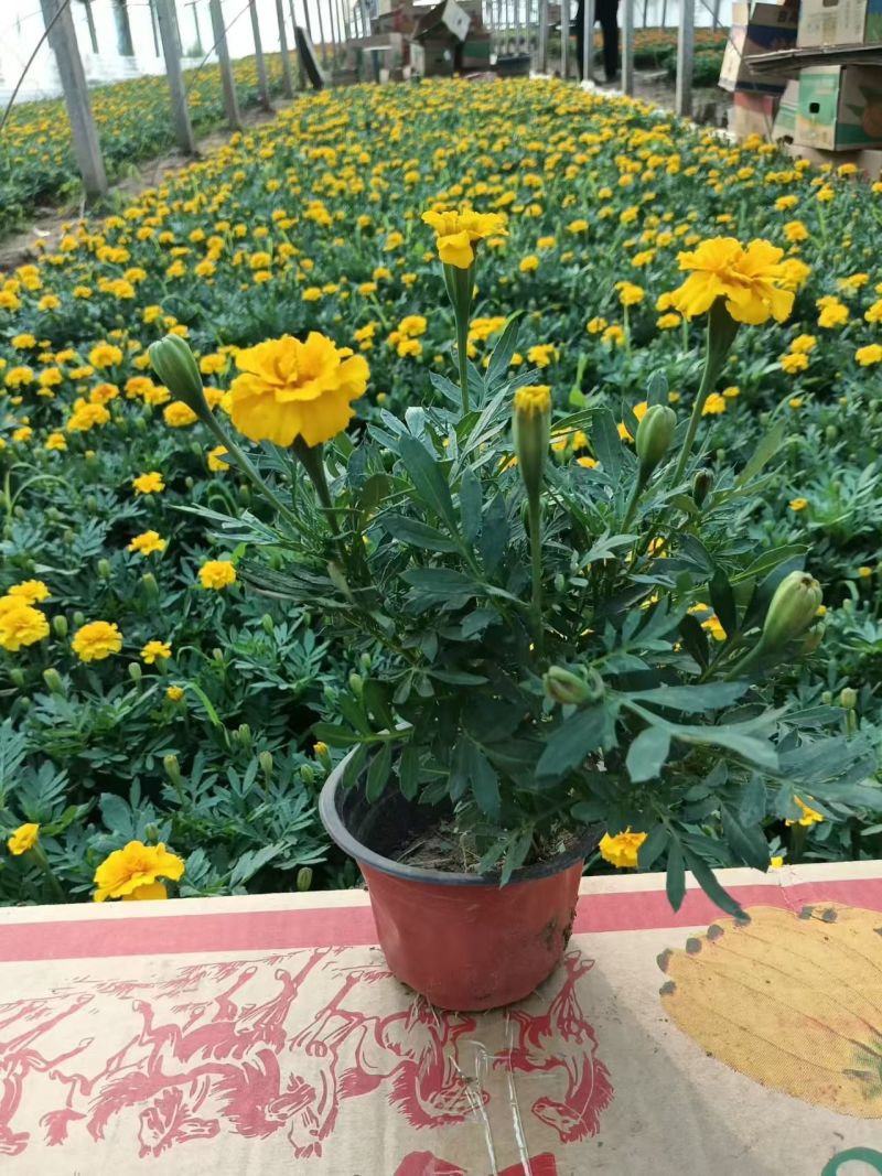 绿化苗木孔雀草#基地批发#适合庭院花园小区绿化带两侧