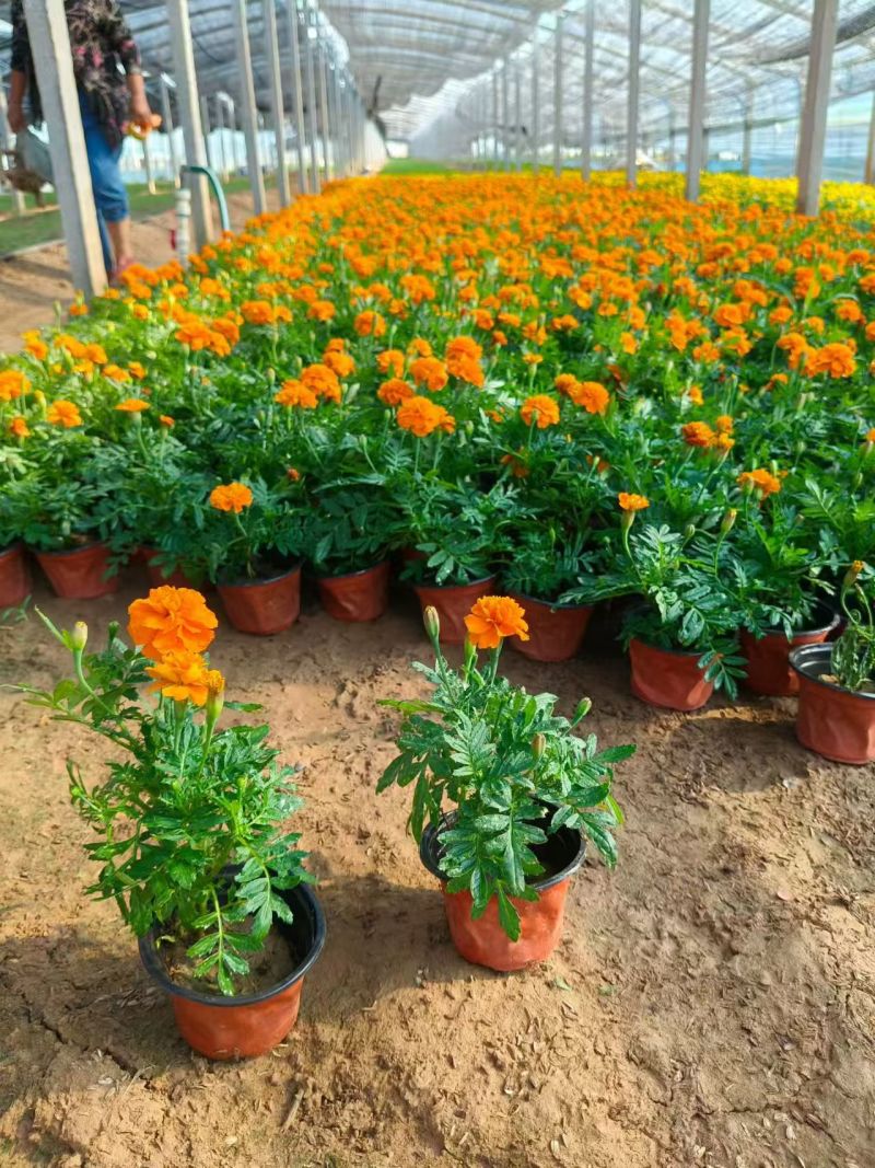 绿化苗木孔雀草#基地批发#适合庭院花园小区绿化带两侧