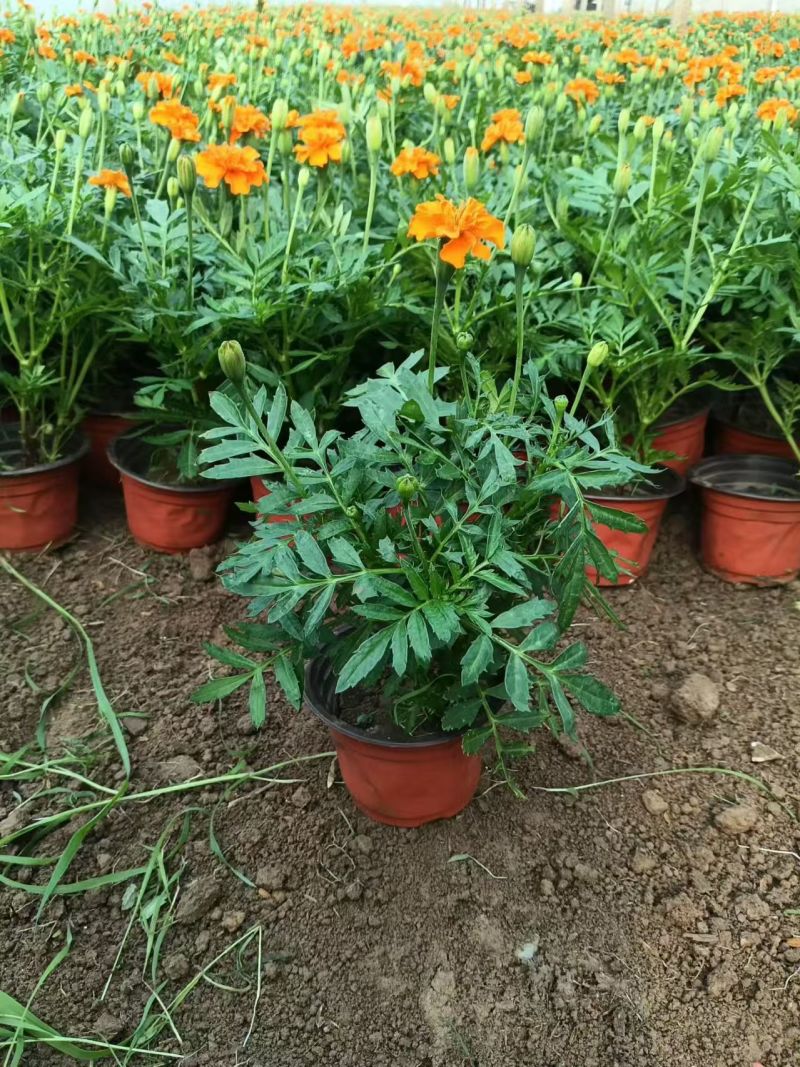 绿化苗木孔雀草#基地批发#适合庭院花园小区绿化带两侧
