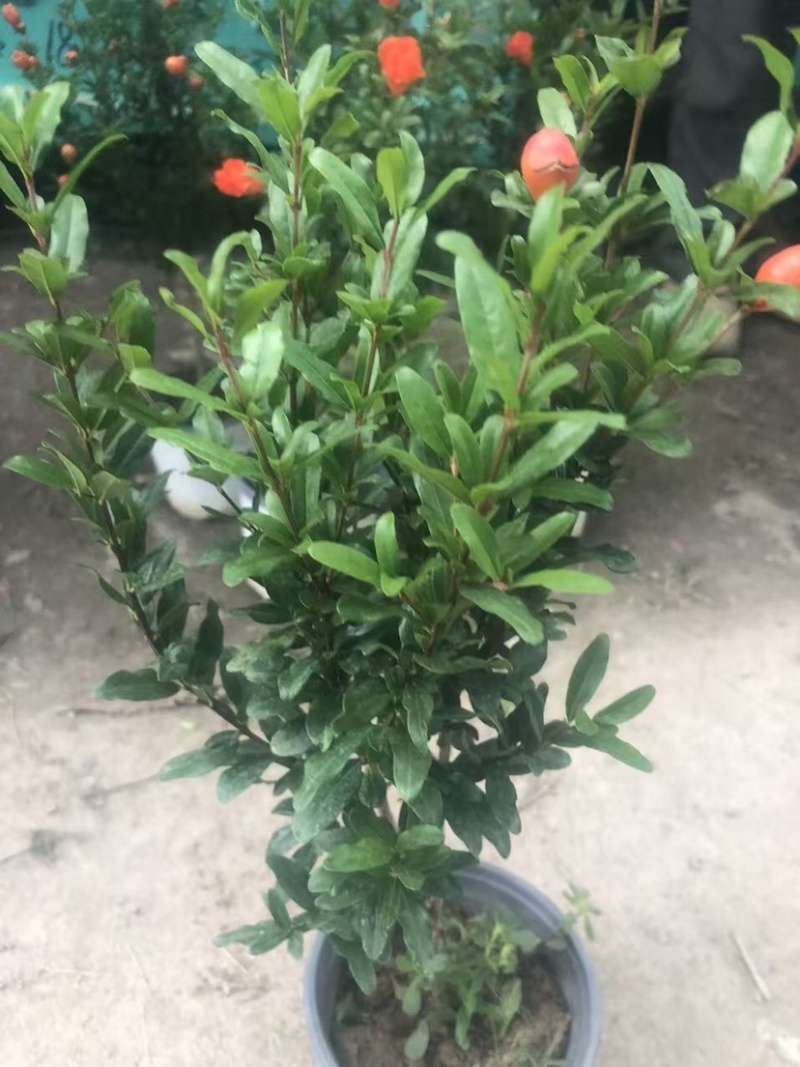 优质石榴树盆栽，货源充足，基地直发