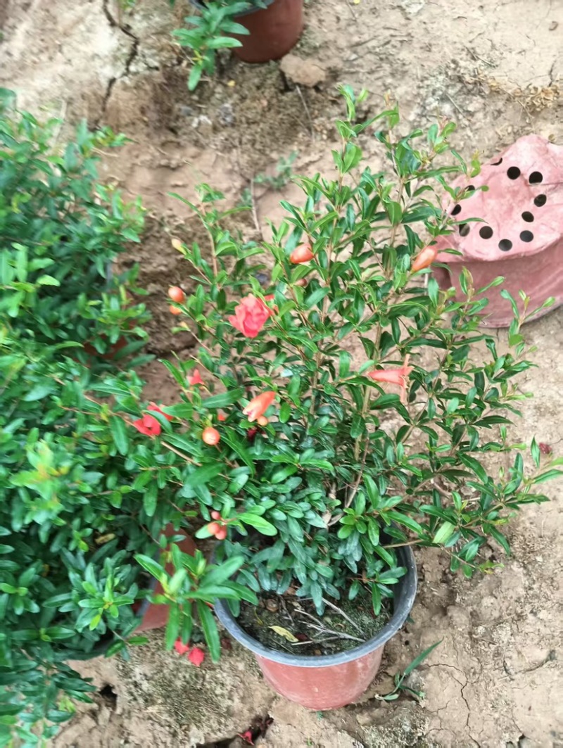 优质石榴树盆栽，货源充足，基地直发