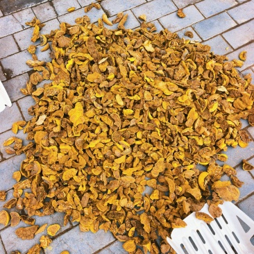 桑黄