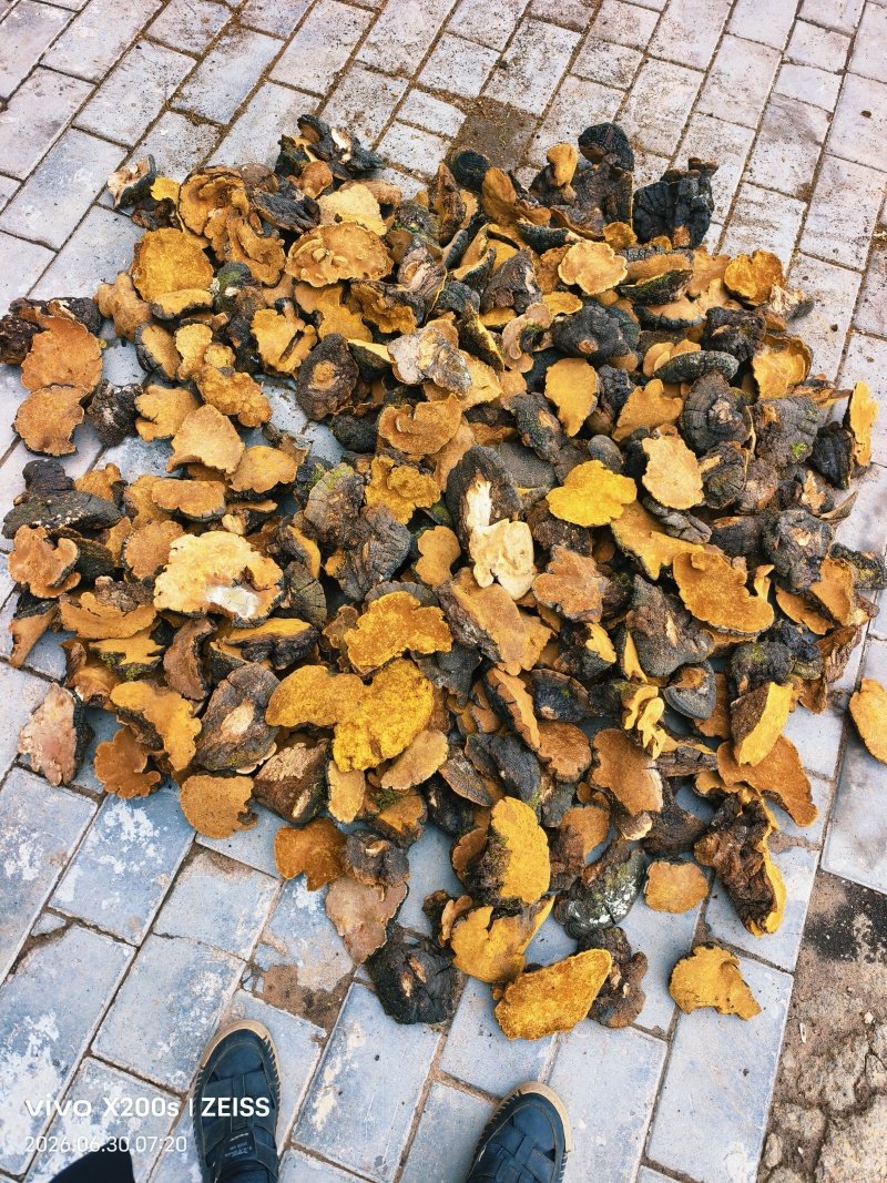 桑黄