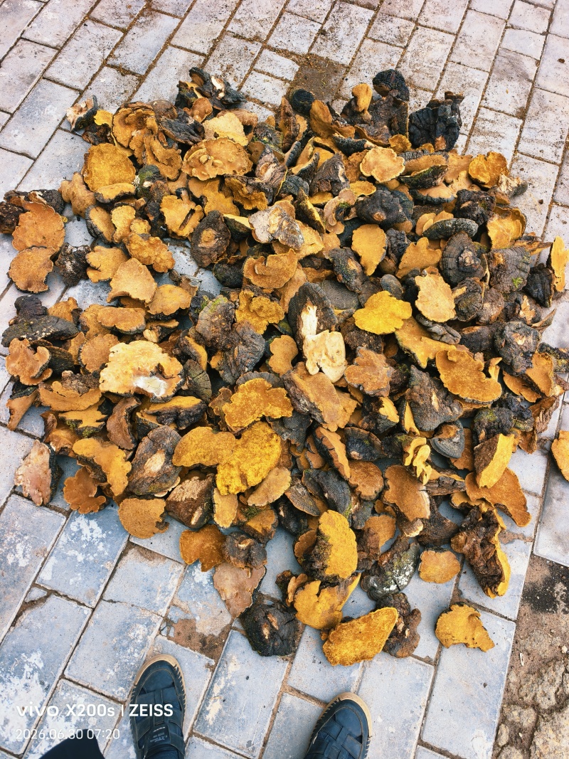 桑黄