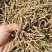 铁皮石斛打粉条