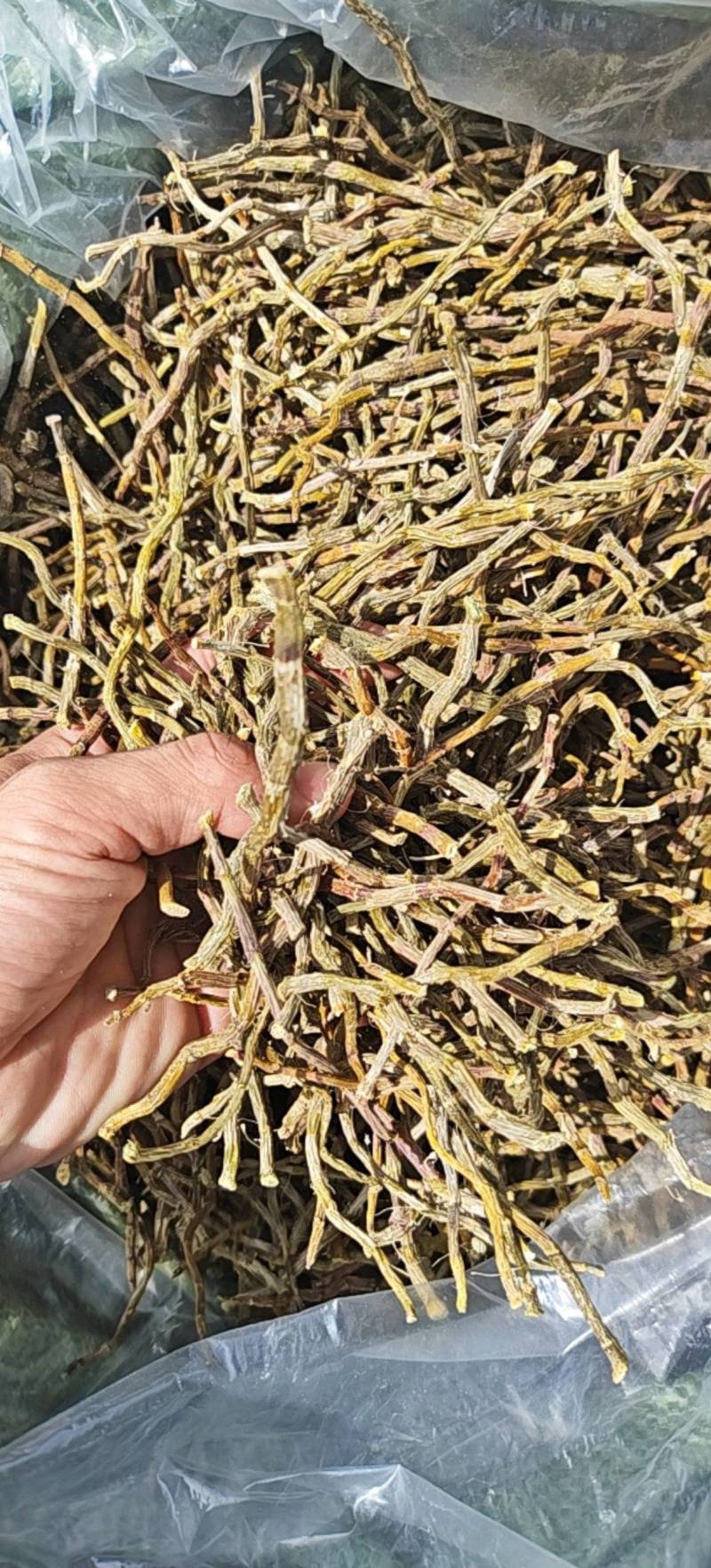 铁皮石斛打粉条