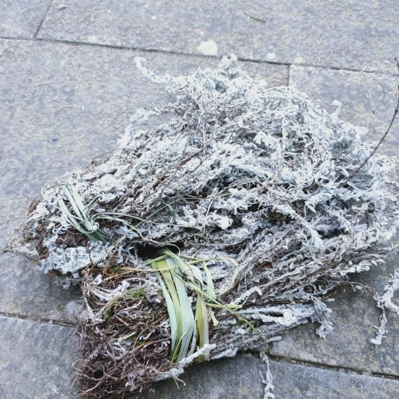 鹿茸草白毛鹿茸草千年艾六月霜中药材