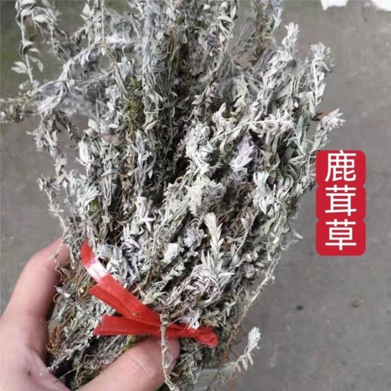 鹿茸草白毛鹿茸草千年艾六月霜中药材