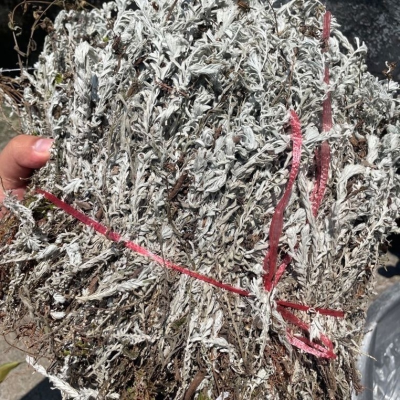 鹿茸草白毛鹿茸草千年艾六月霜中药材