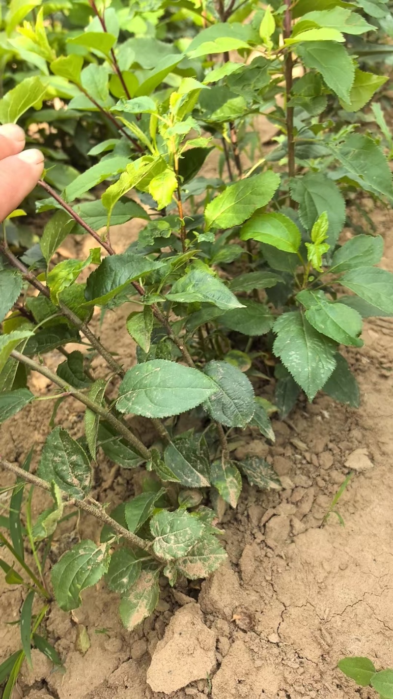 八棱海棠苗，基地现挖现发，量大从优，可视频看货，欢迎选购