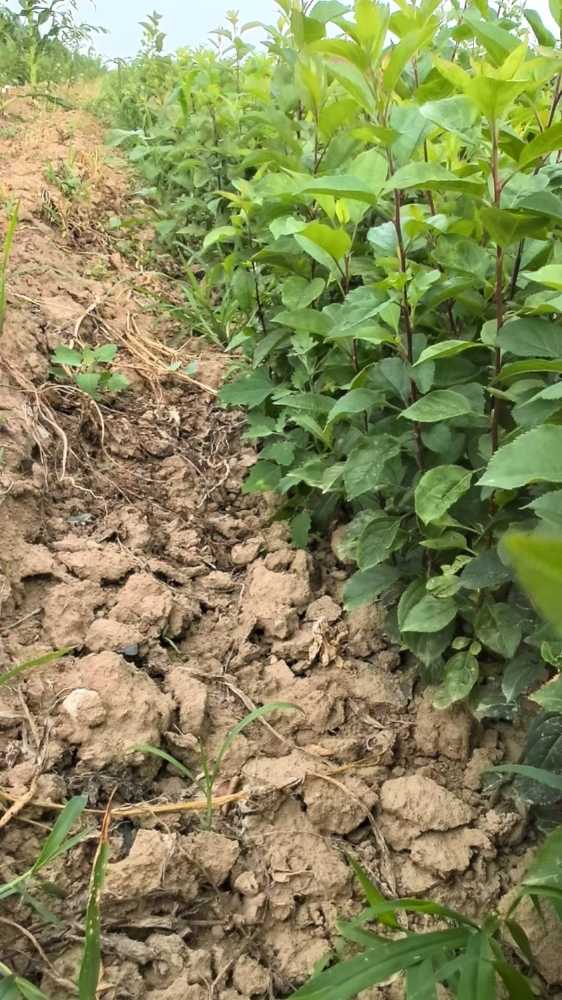 八棱海棠苗，基地现挖现发，量大从优，可视频看货，欢迎选购