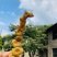 新鲜野生多花黄精不倒苗黄金老虎姜