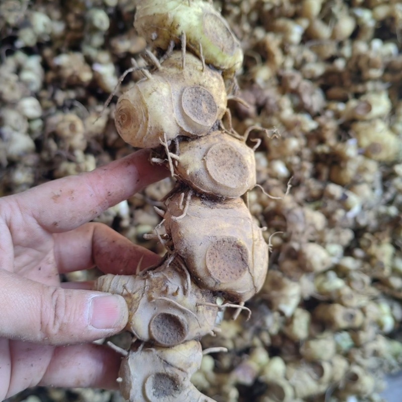 新鲜野生多花黄精不倒苗黄金老虎姜