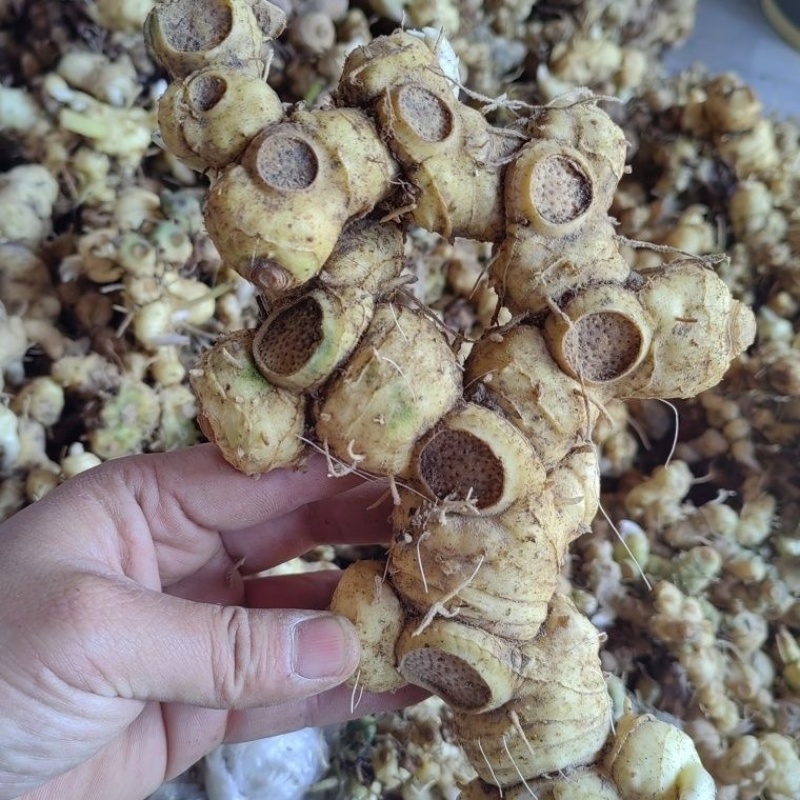 新鲜野生多花黄精不倒苗黄金老虎姜