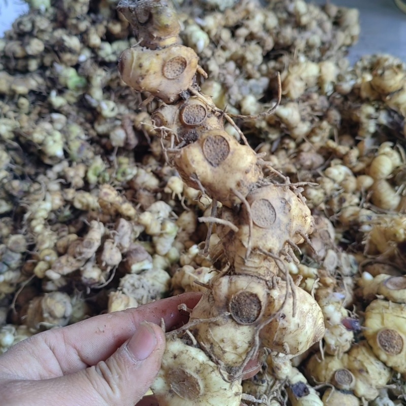 新鲜野生多花黄精不倒苗黄金老虎姜
