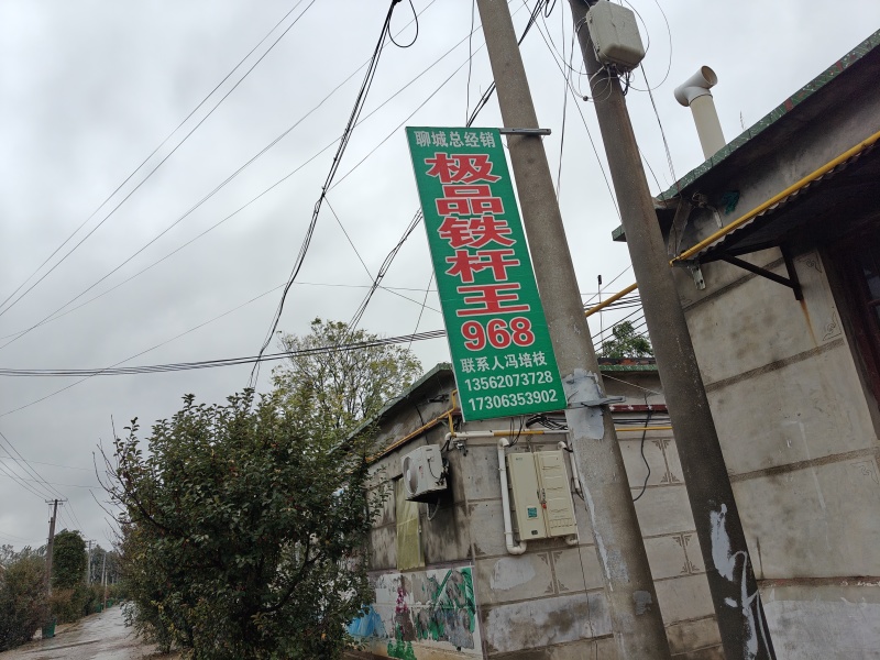 精品铁杆清香菜种子，需要的下单，一次合作，终身朋友