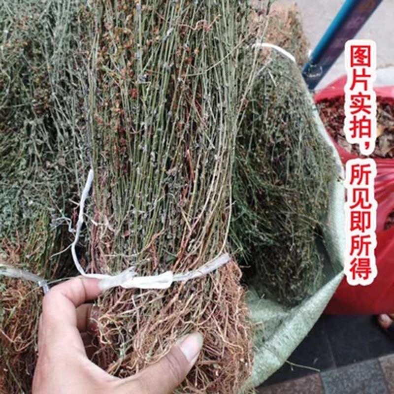 新鲜晒干的江西田基黄地耳草