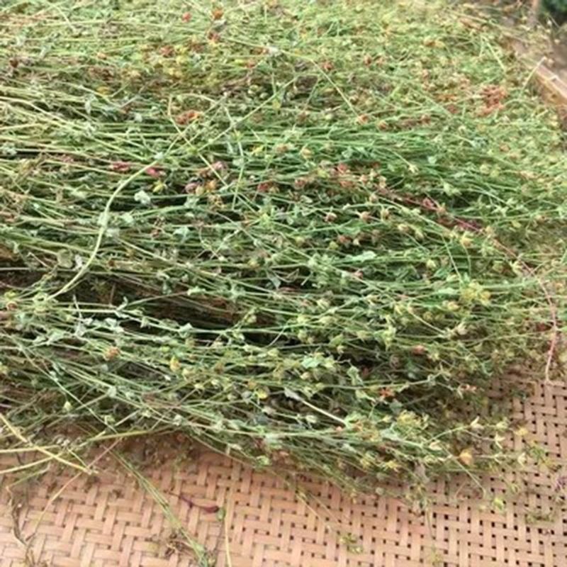 新鲜晒干的江西田基黄地耳草