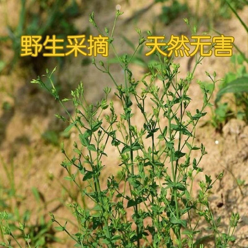 新鲜晒干的江西田基黄地耳草
