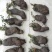 云南树萝卜，盆栽，大量供货！！！