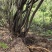 新鲜整颗江西岗梅称心树山梅根野生