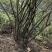 新鲜整颗江西岗梅称心树山梅根野生