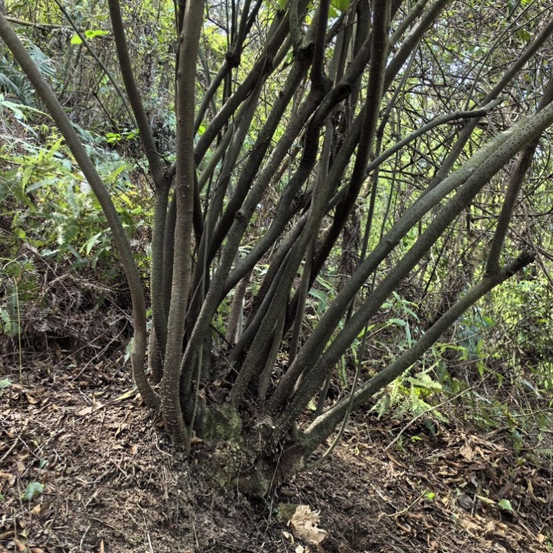 新鲜整颗江西岗梅称心树山梅根野生