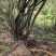 新鲜整颗江西岗梅称心树山梅根野生
