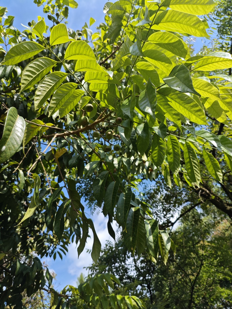 橄榄果
