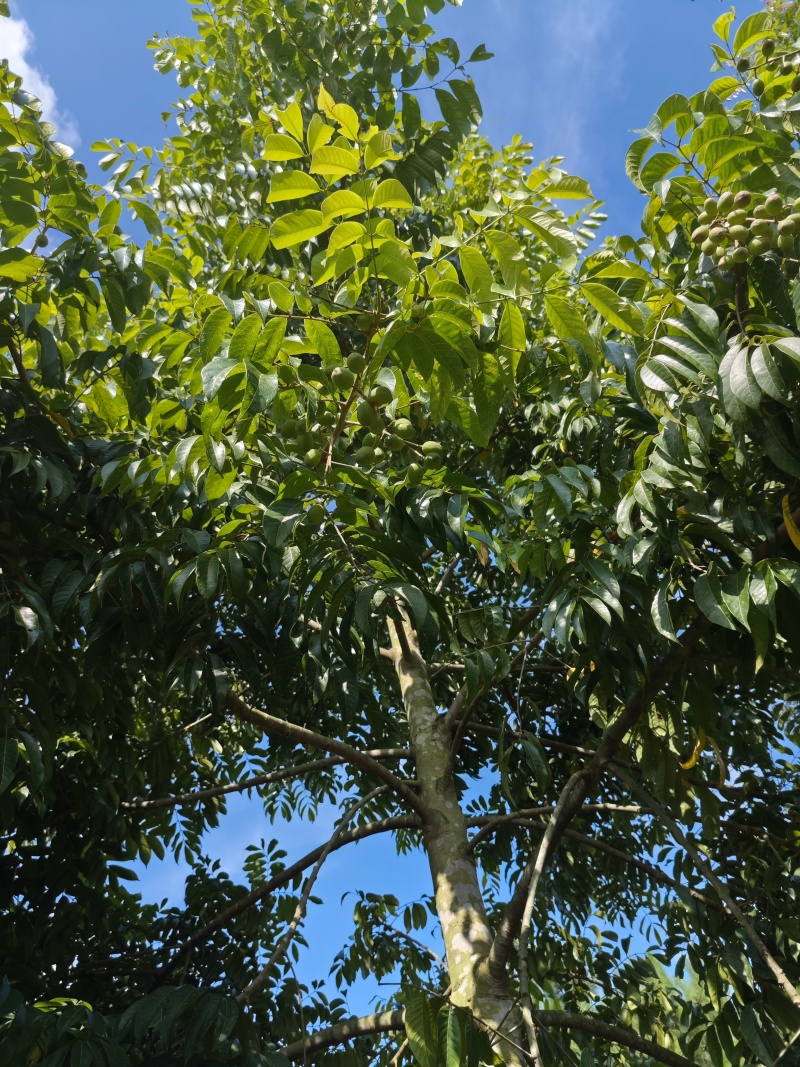 橄榄果