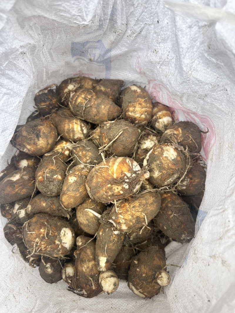 毛芋去根统货大量现货，产地直发，品质保证，量大从优