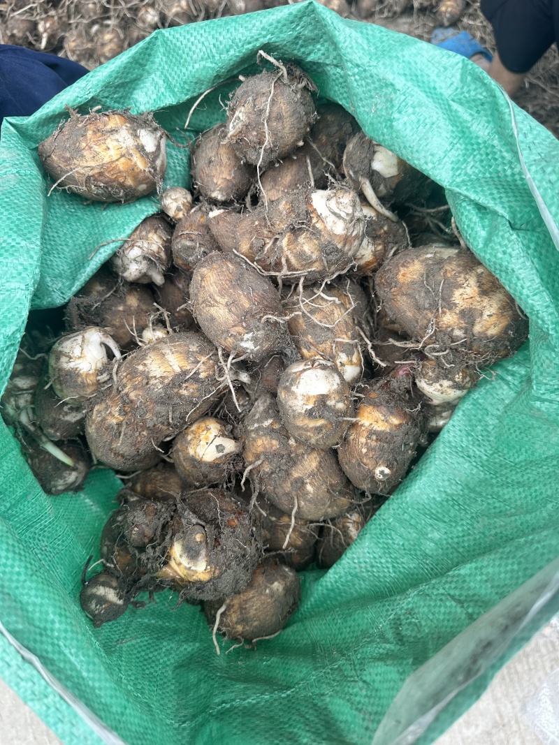 毛芋去根统货大量现货，产地直发，品质保证，量大从优