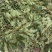 油甘叶茶（天然晒干）