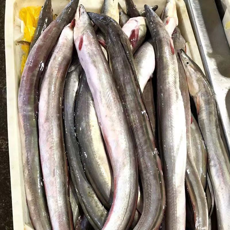 海鳗鱼新鲜海鳝鱼海鲜深海捕鳗鱼海鱼新鲜冰鲜锁鲜快运批发鲜活