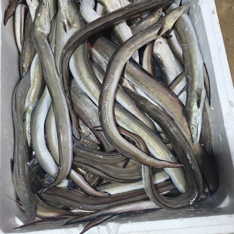 海鳗鱼新鲜海鳝鱼海鲜深海捕鳗鱼海鱼新鲜冰鲜锁鲜快运批发鲜活