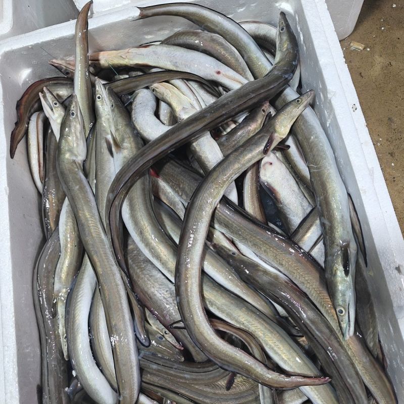 海鳗鱼新鲜海鳝鱼海鲜深海捕鳗鱼海鱼新鲜冰鲜锁鲜快运批发鲜活