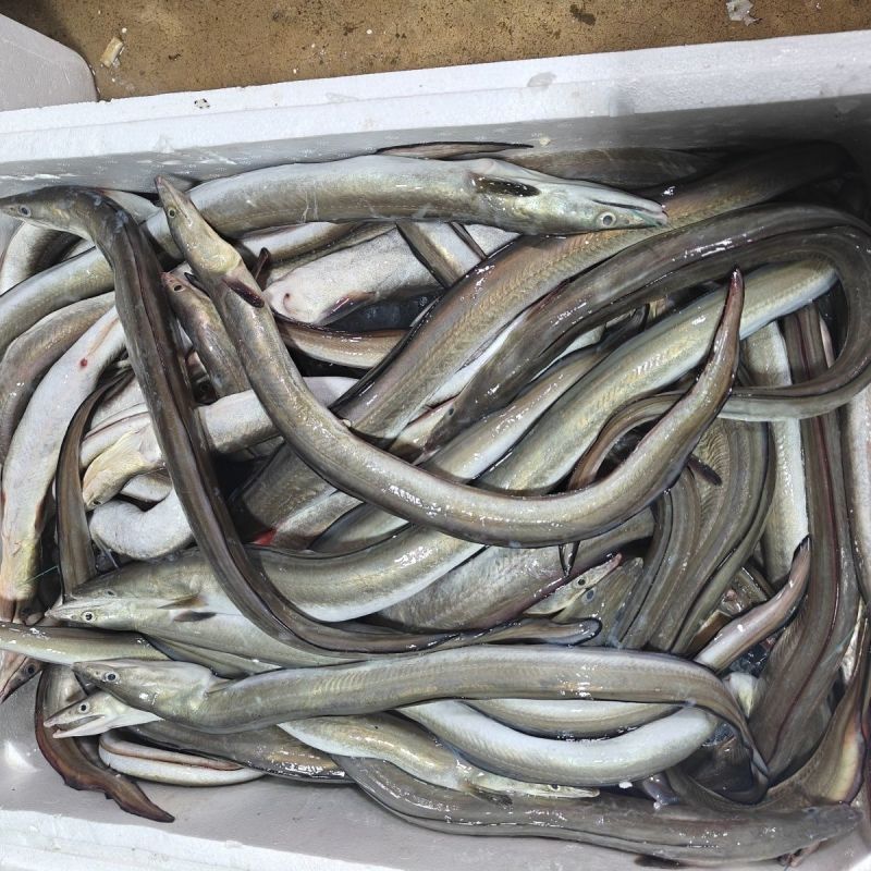 海鳗鱼新鲜海鳝鱼海鲜深海捕鳗鱼海鱼新鲜冰鲜锁鲜快运批发鲜活