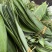 新鲜江西赣南粽叶箬叶大叶粽子叶