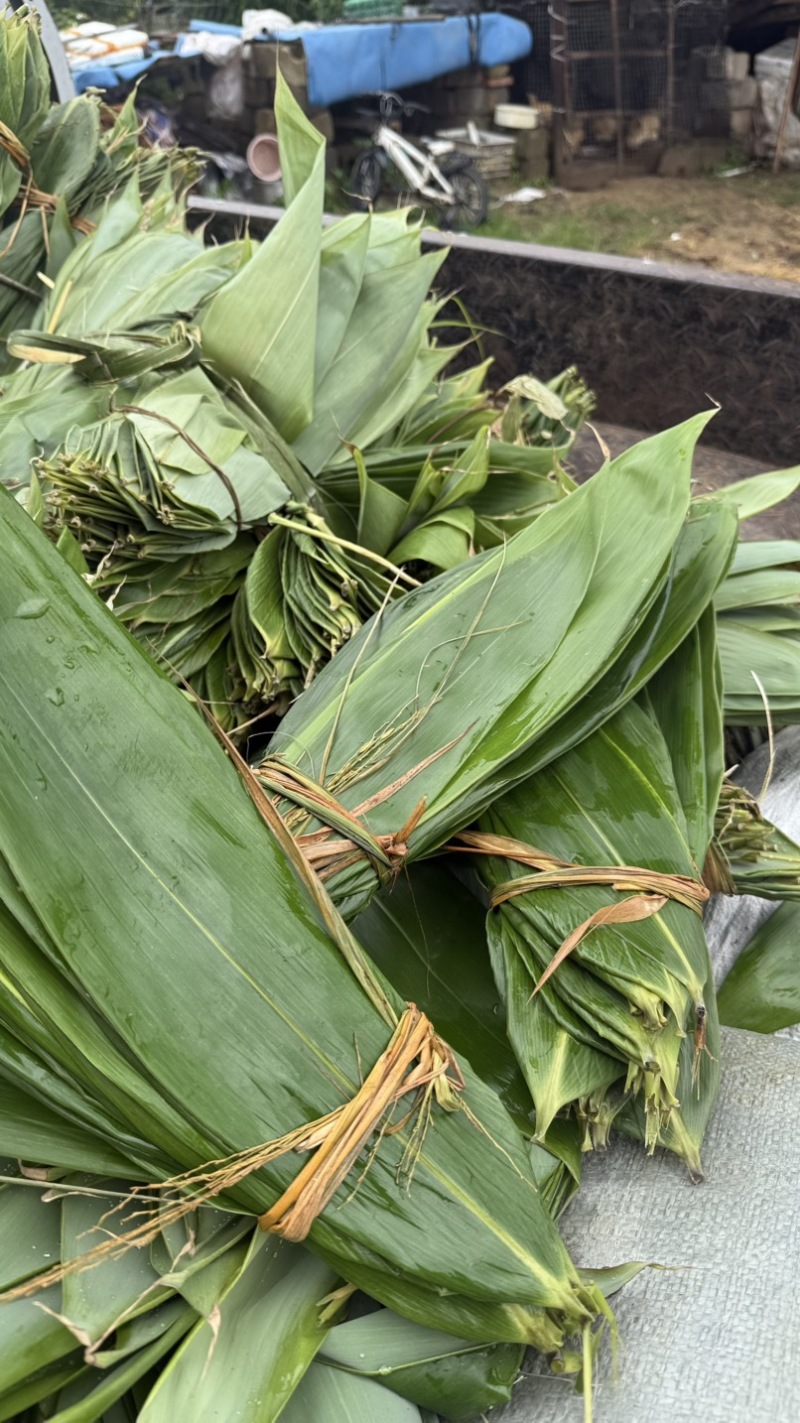 新鲜江西赣南粽叶箬叶大叶粽子叶