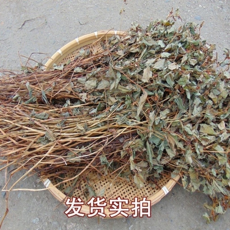 新鲜野生晒干鱼腥草新货凉茶