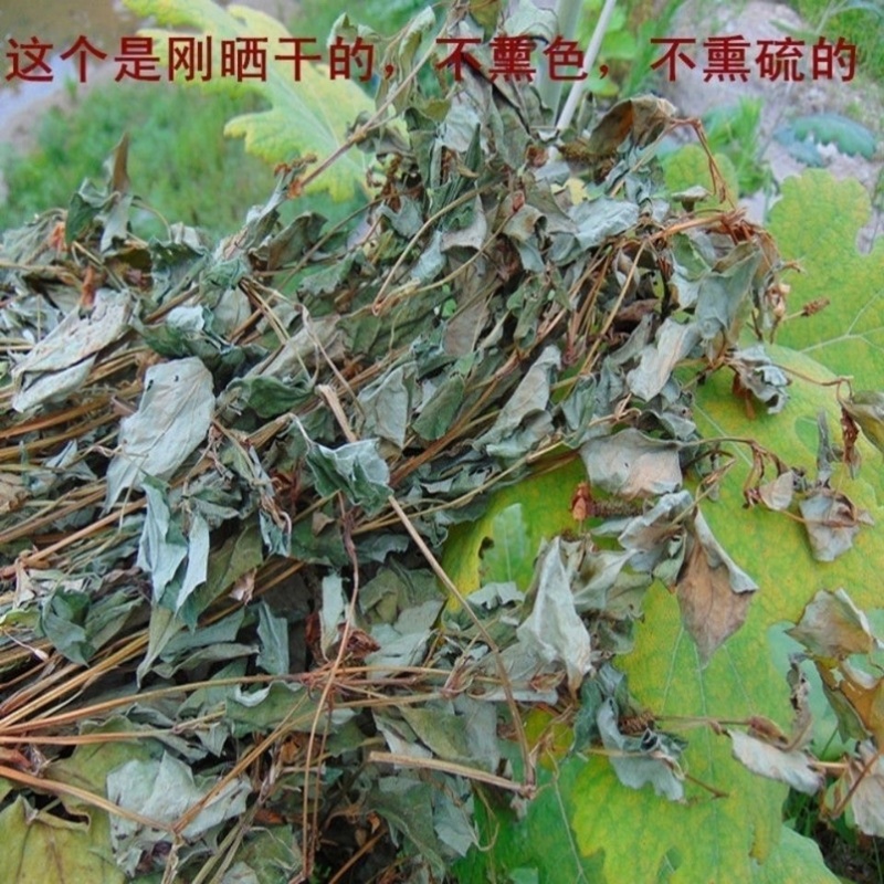 新鲜野生晒干鱼腥草新货凉茶