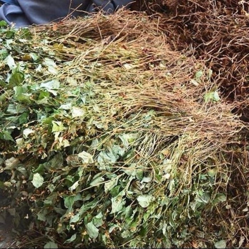 新鲜野生晒干鱼腥草新货凉茶