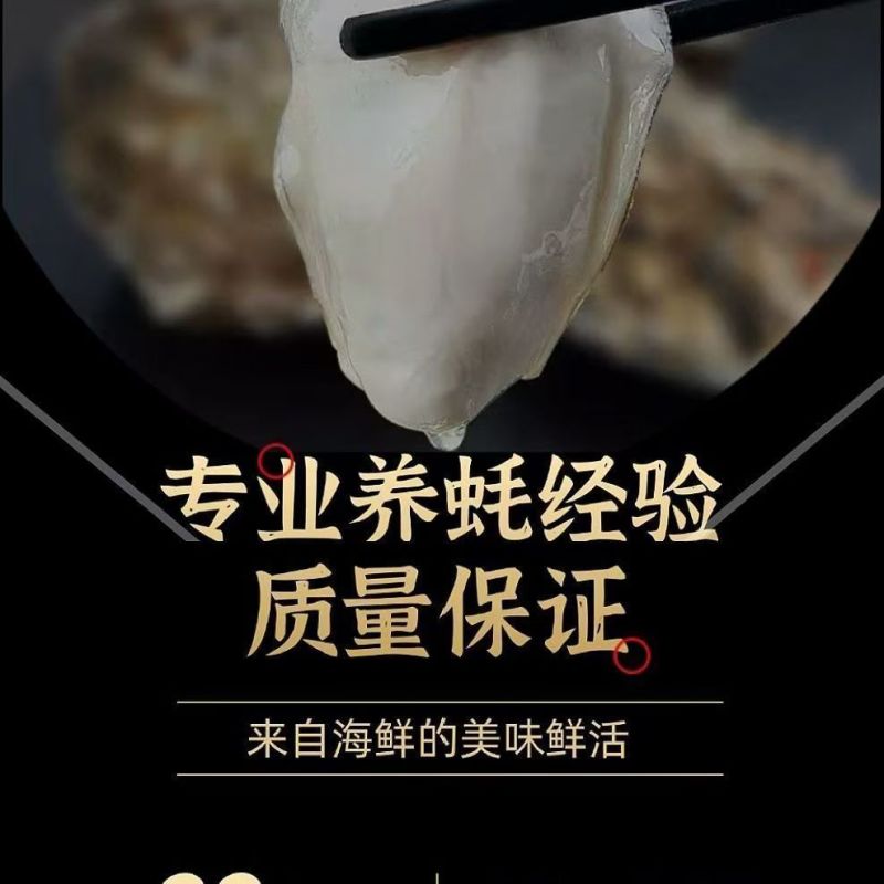 湛江特产生蚝官渡本地鲜活生蚝新鲜带壳海鲜批发贝类正宗现捞冰鲜