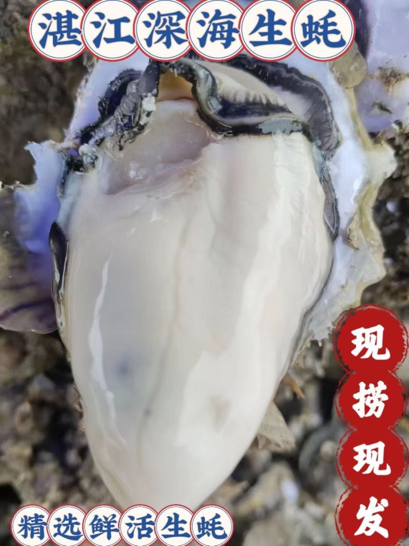 湛江特产生蚝官渡本地鲜活生蚝新鲜带壳海鲜批发贝类正宗现捞冰鲜