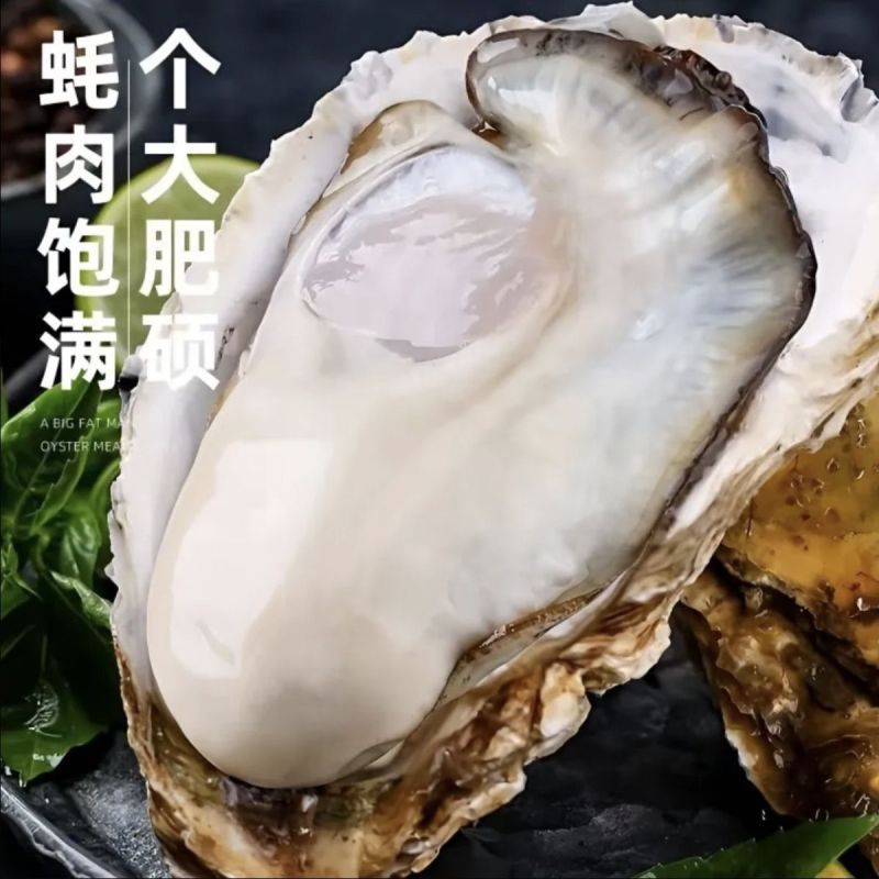 湛江特产生蚝官渡本地鲜活生蚝新鲜带壳海鲜批发贝类正宗现捞冰鲜